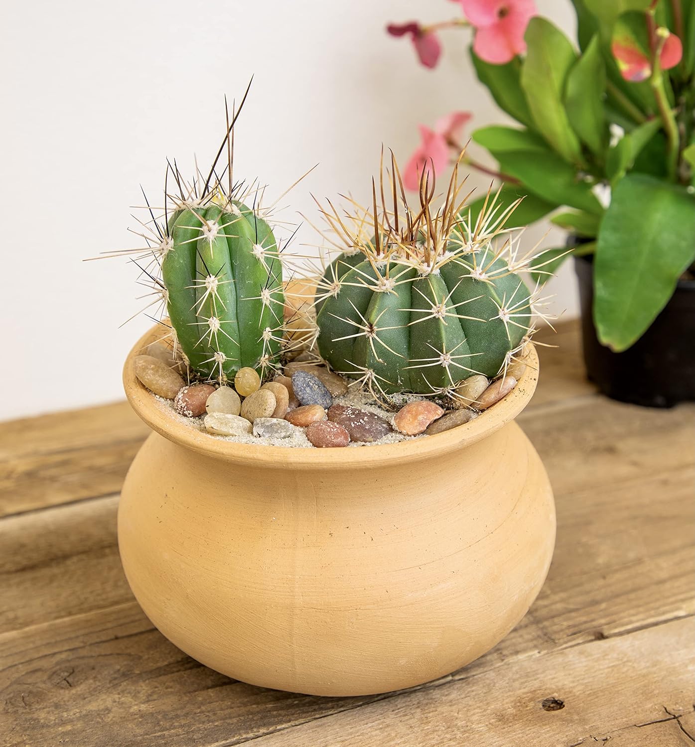 Assorted Cactus Plants Live Cactus Decor (4PK) C34809