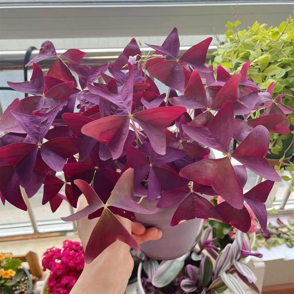 24 Purple Shamrocks Bulbs G65602