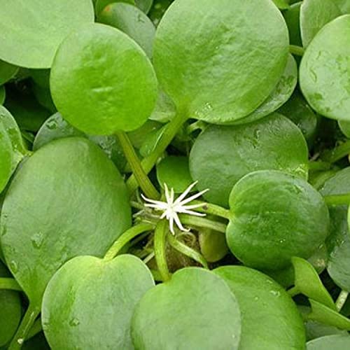 2 oz Duckweed Floating Pond Plant I16743