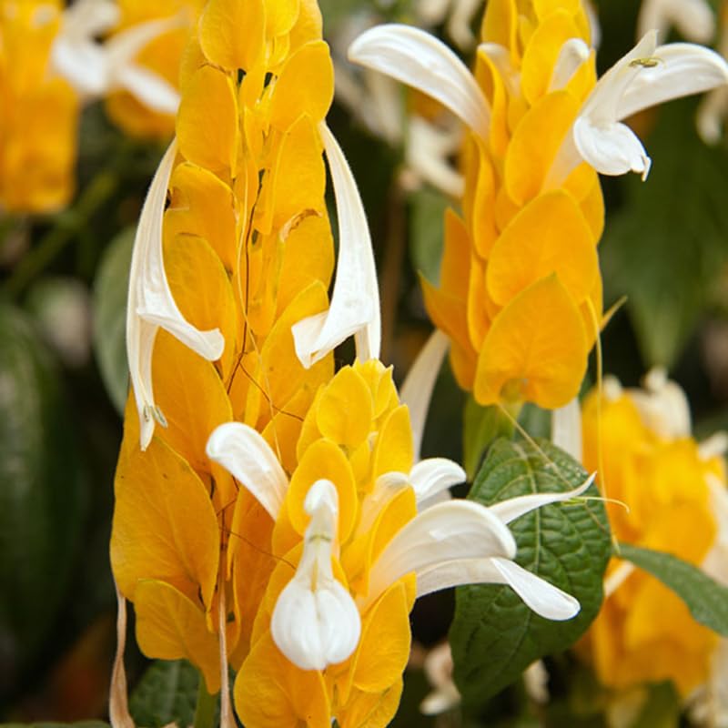 2 Golden Shrimp Plants, 3 to 6 Inc Long P284