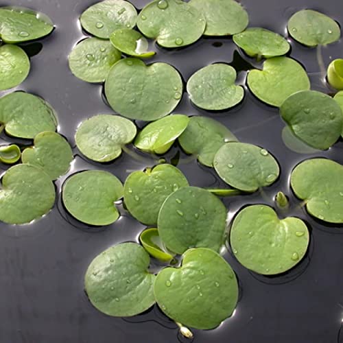 2 oz Duckweed Floating Pond Plant I16743