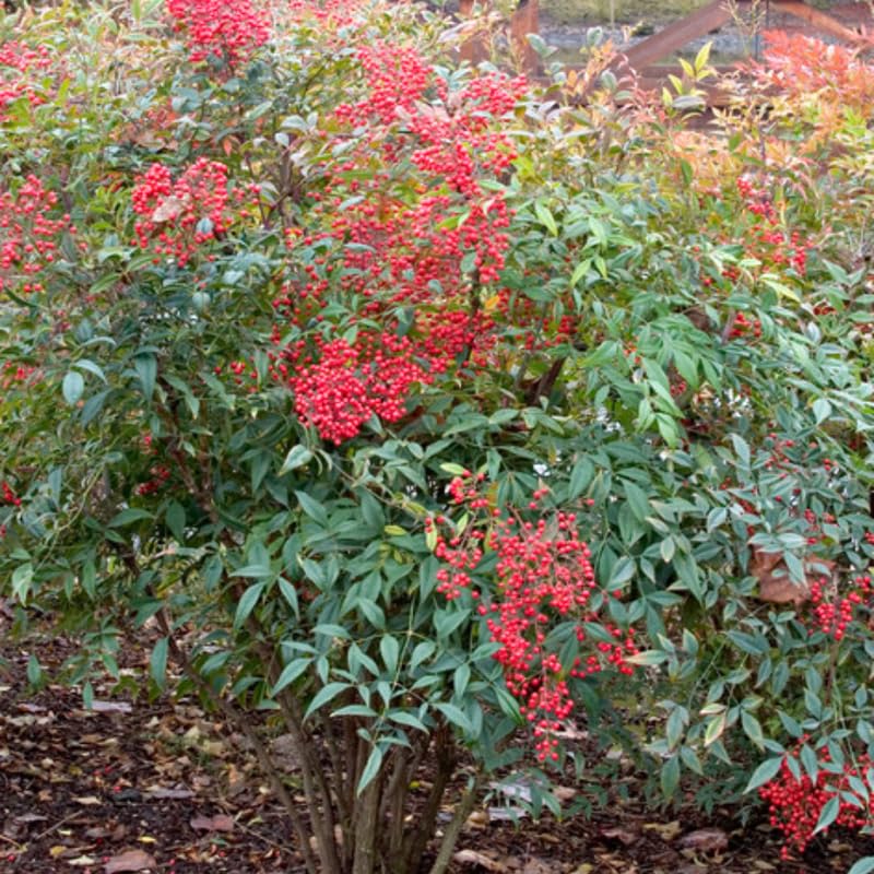 Ornamental Nandina Plant Live in Quart Pot K443920