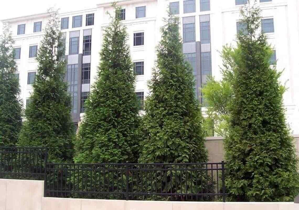 2.5" Pots Thuja Green Giant Arborvitae Trees H335