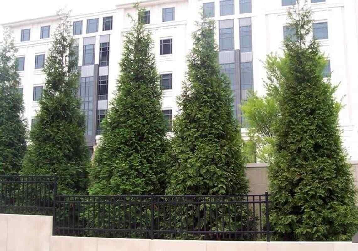 2.5" Pots Thuja Green Giant Arborvitae Trees H335