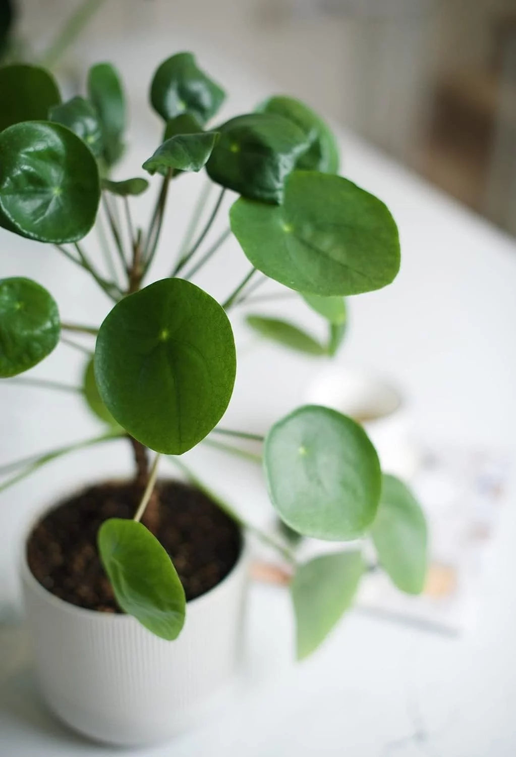 Chinese Money Plant - 1 Live Starter Plant - Pilea Peperomioides - Indoor Houseplant J1232