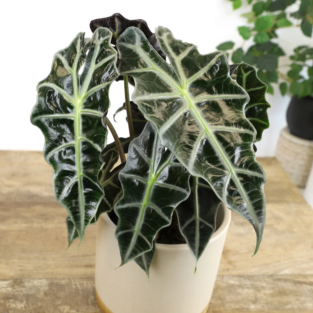 6" Alocasia Amazonica Polly Elephant Ear Plant L9128