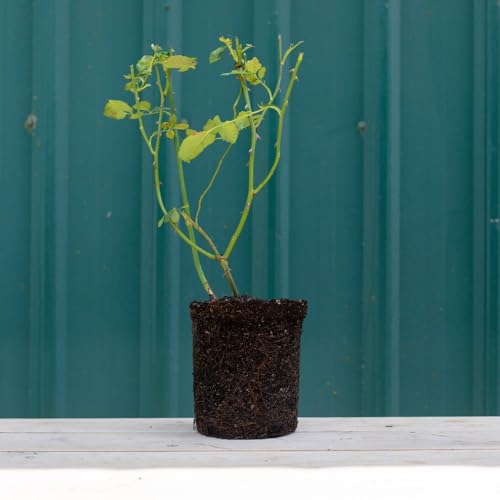 One Gallon Pink Climbing Rose Bush N733