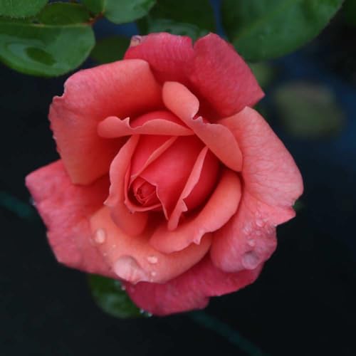 One Gallon Pink Climbing Rose Bush N733