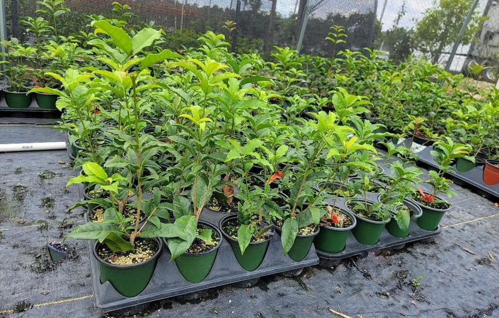 Orange Fragrant Tea Olive Live Plant (1 QT) T3829