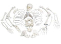 Anatomical Disarticulated Full Human Skeleton J588255