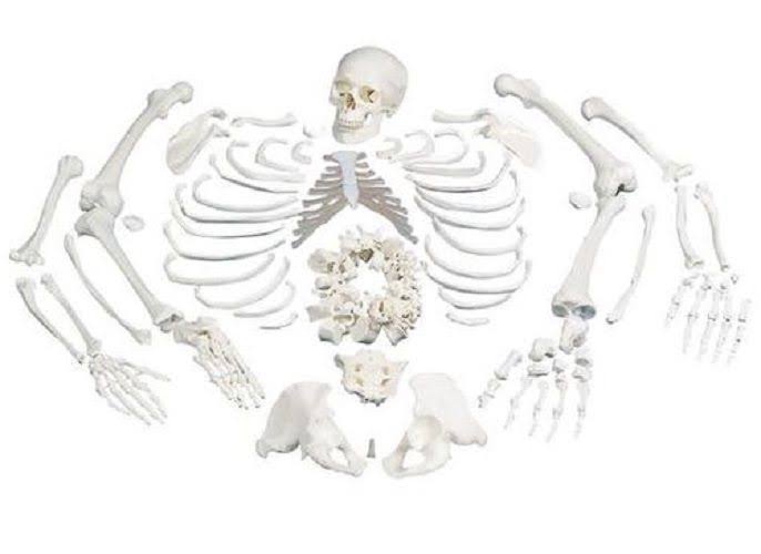 Anatomical Disarticulated Full Human Skeleton J588255