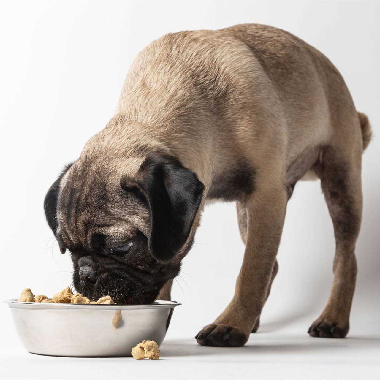 Freeze Dried Raw Nature's Blend Small Breed Dog Food Q422094