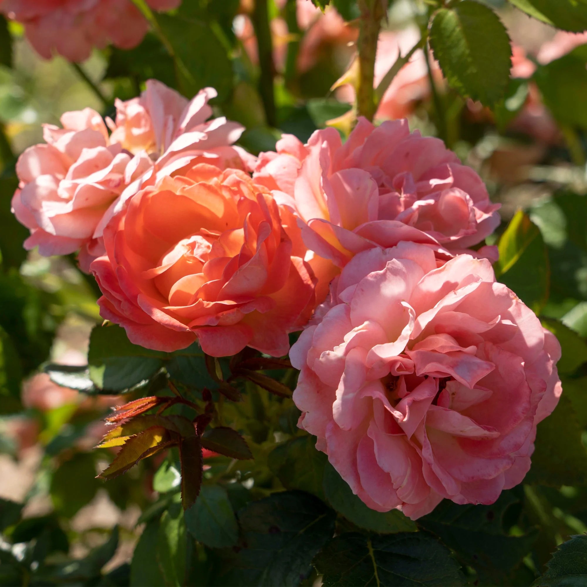 Orange Flowers Live Shrub (1 Gallon) J178