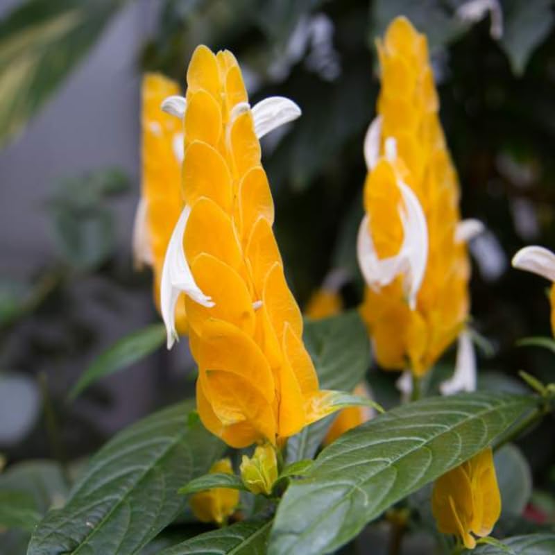 2 Golden Shrimp Plants, 3 to 6 Inc Long P284