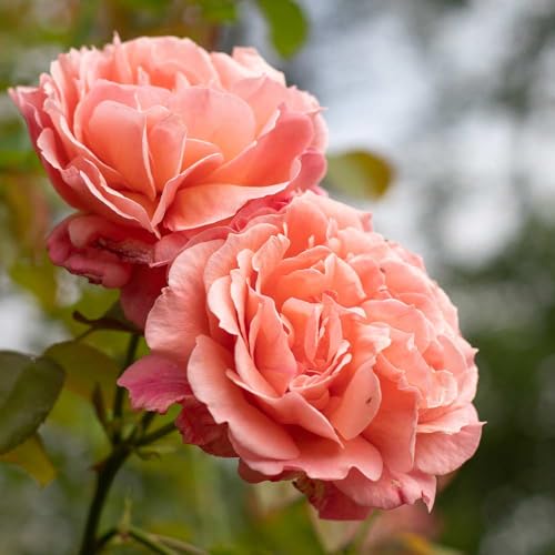 One Gallon Pink Climbing Rose Bush N733