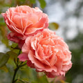 One Gallon Pink Climbing Rose Bush N733