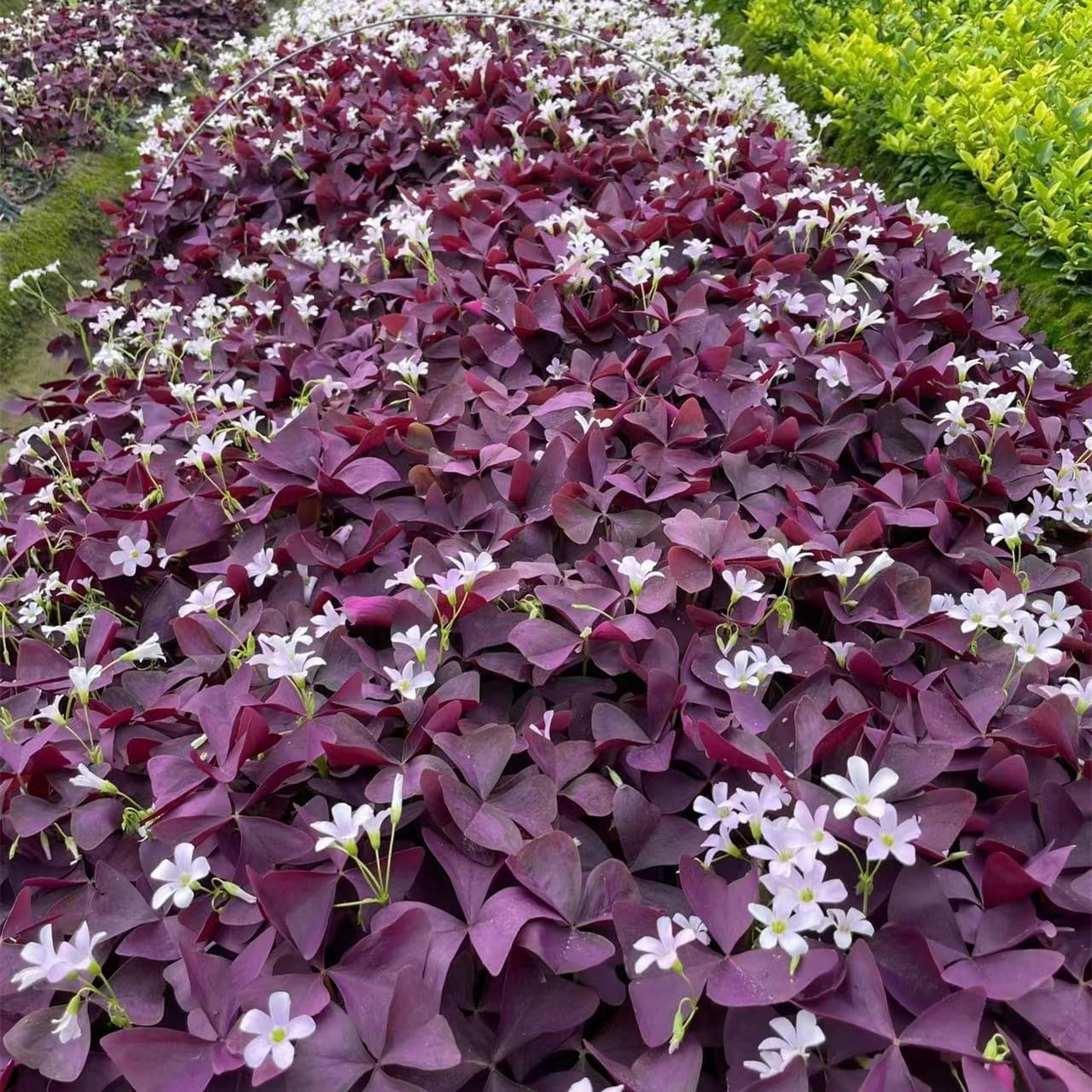 24 Purple Shamrocks Bulbs G65602