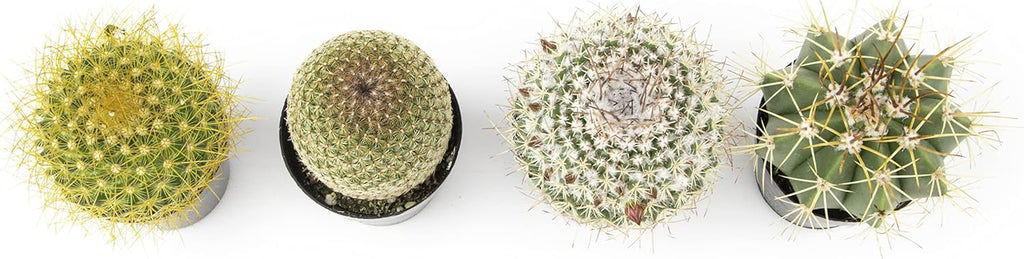Assorted Cactus Plants Live Cactus Decor (4PK) C34809