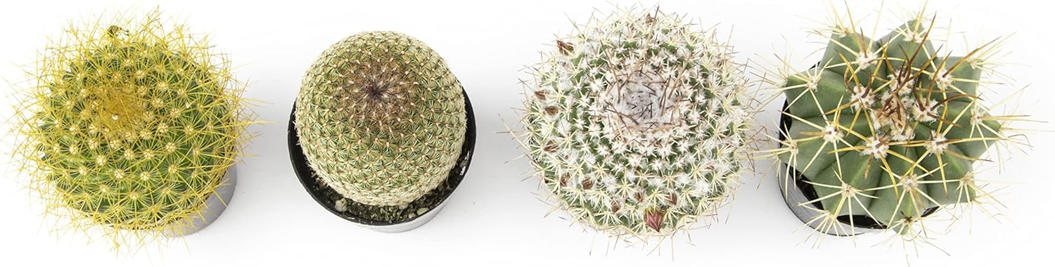 Assorted Cactus Plants Live Cactus Decor (4PK) C34809
