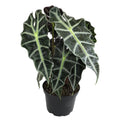 6" Alocasia Amazonica Polly Elephant Ear Plant L9128