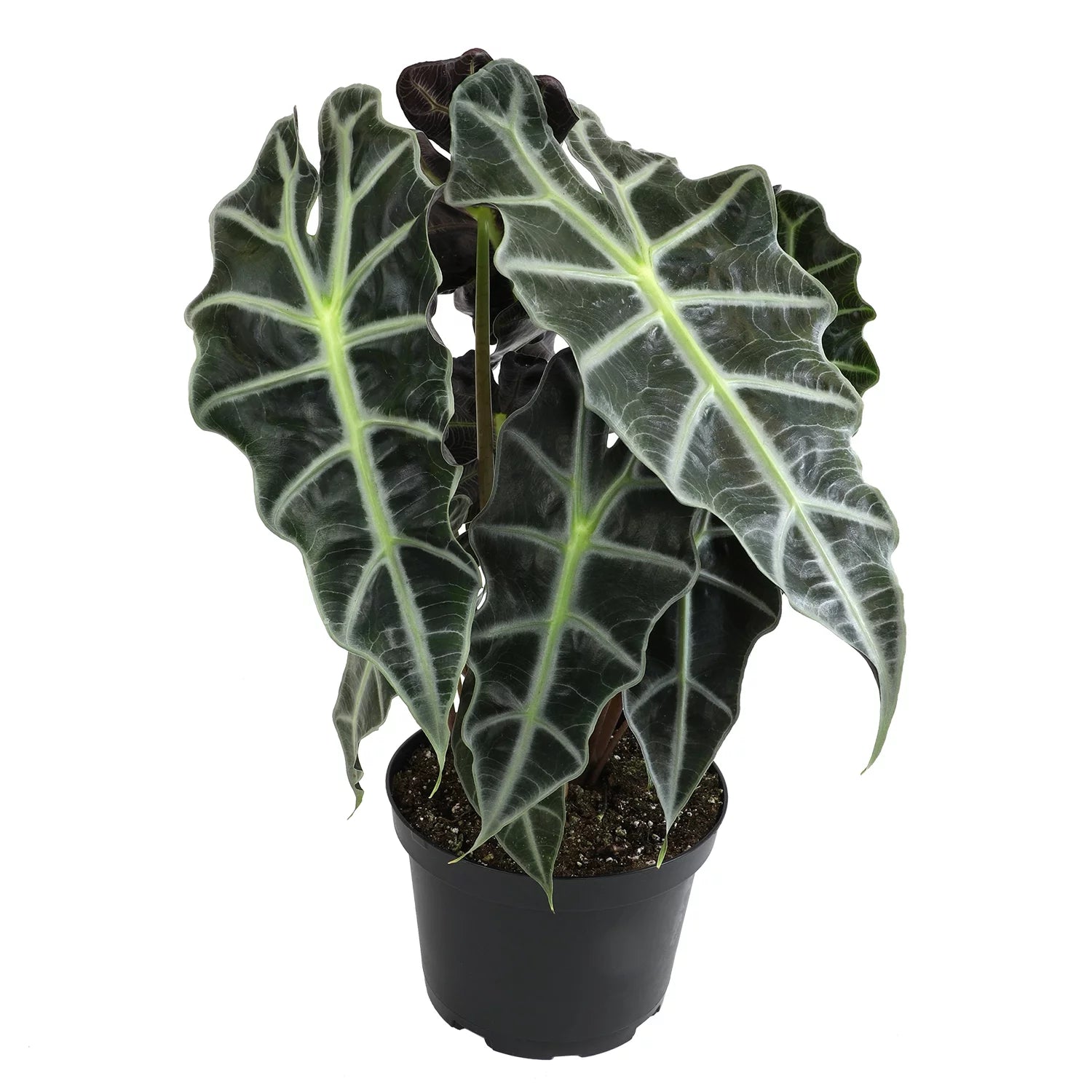 6" Alocasia Amazonica Polly Elephant Ear Plant L9128