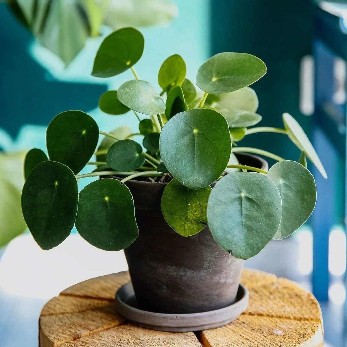 Chinese Money Plant - 1 Live Starter Plant - Pilea Peperomioides - Indoor Houseplant J1232