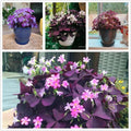 24 Purple Shamrocks Bulbs G65602