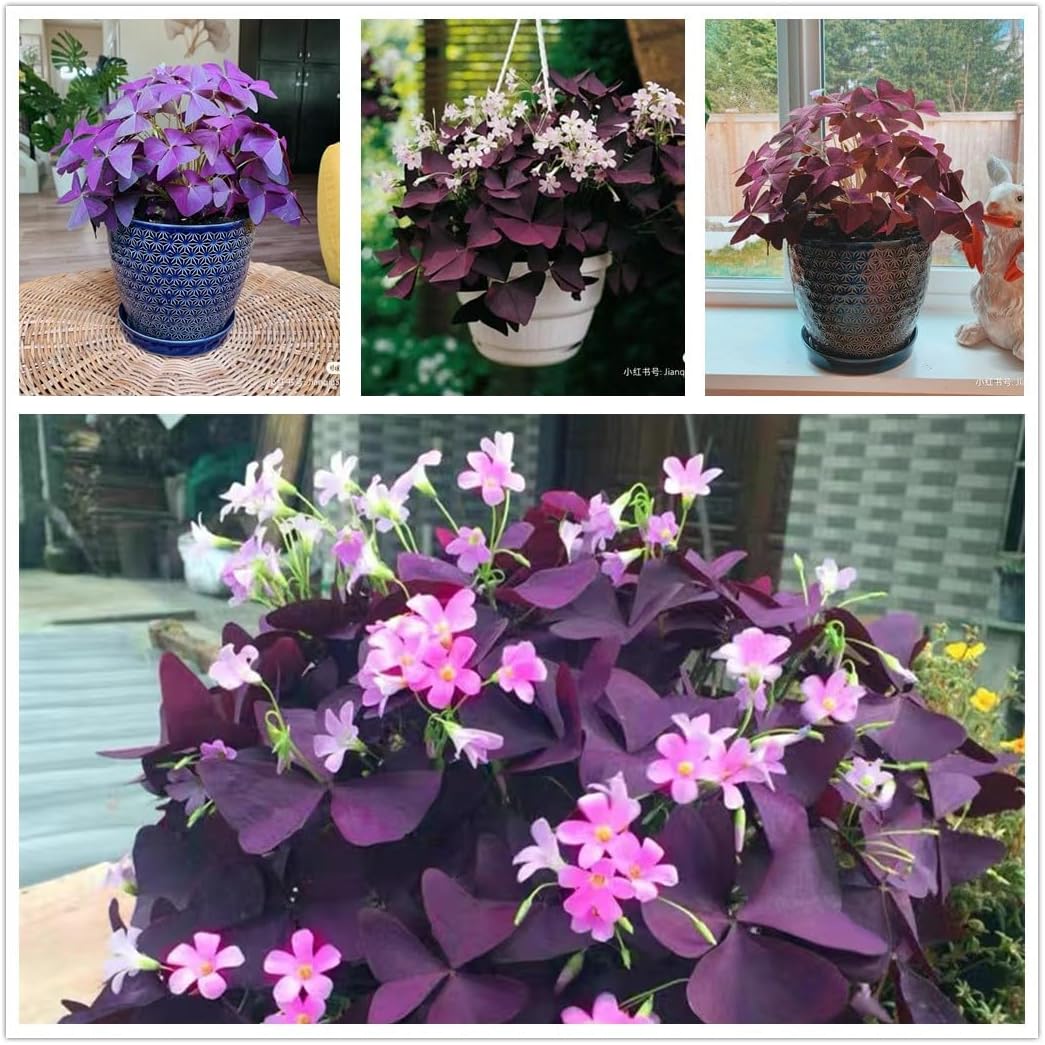24 Purple Shamrocks Bulbs G65602