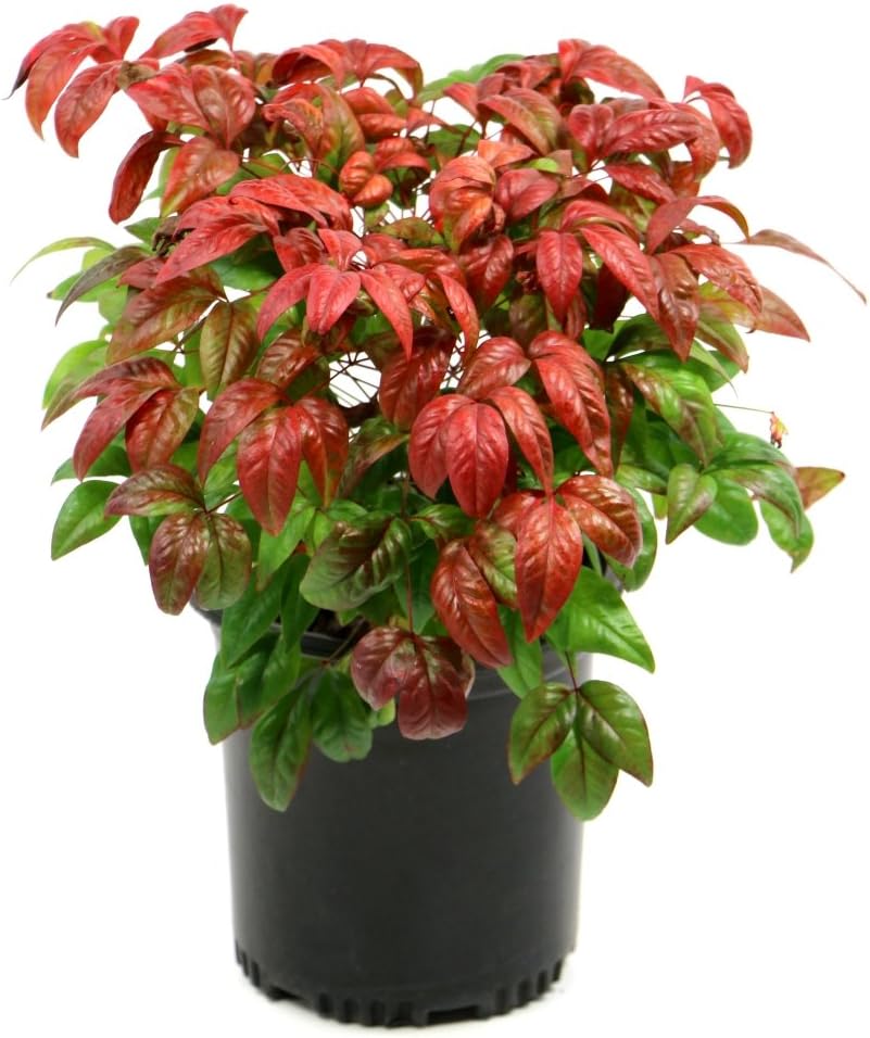 1 Piece Evergreen Plant, 3 Quart Trade Gallon pot V674706