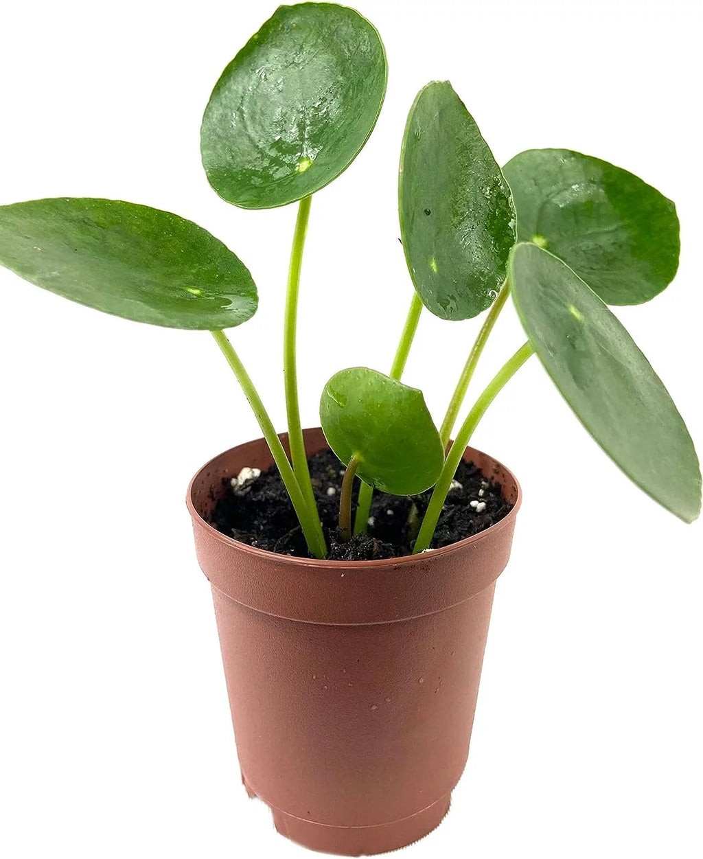 Chinese Money Plant - 1 Live Starter Plant - Pilea Peperomioides - Indoor Houseplant J1232