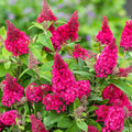 Pink Flowering Butterfly Bush (1.5 gal) R5776