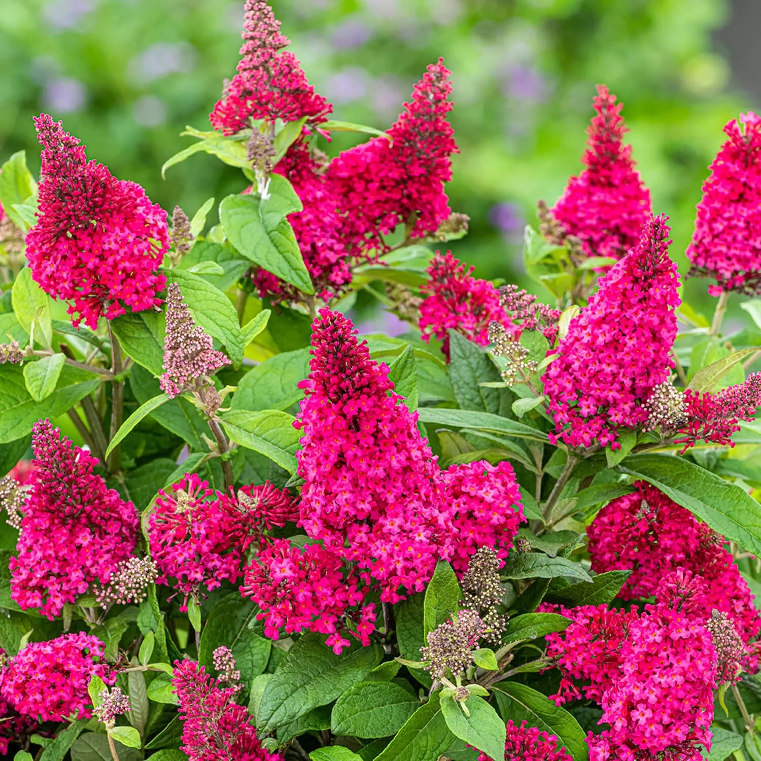 Pink Flowering Butterfly Bush (1.5 gal) R5776