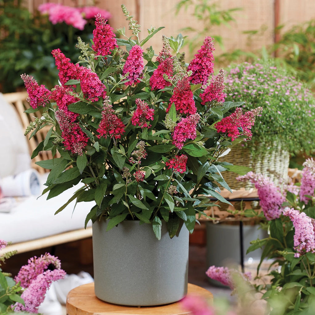 Pink Flowering Butterfly Bush (1.5 gal) R5776