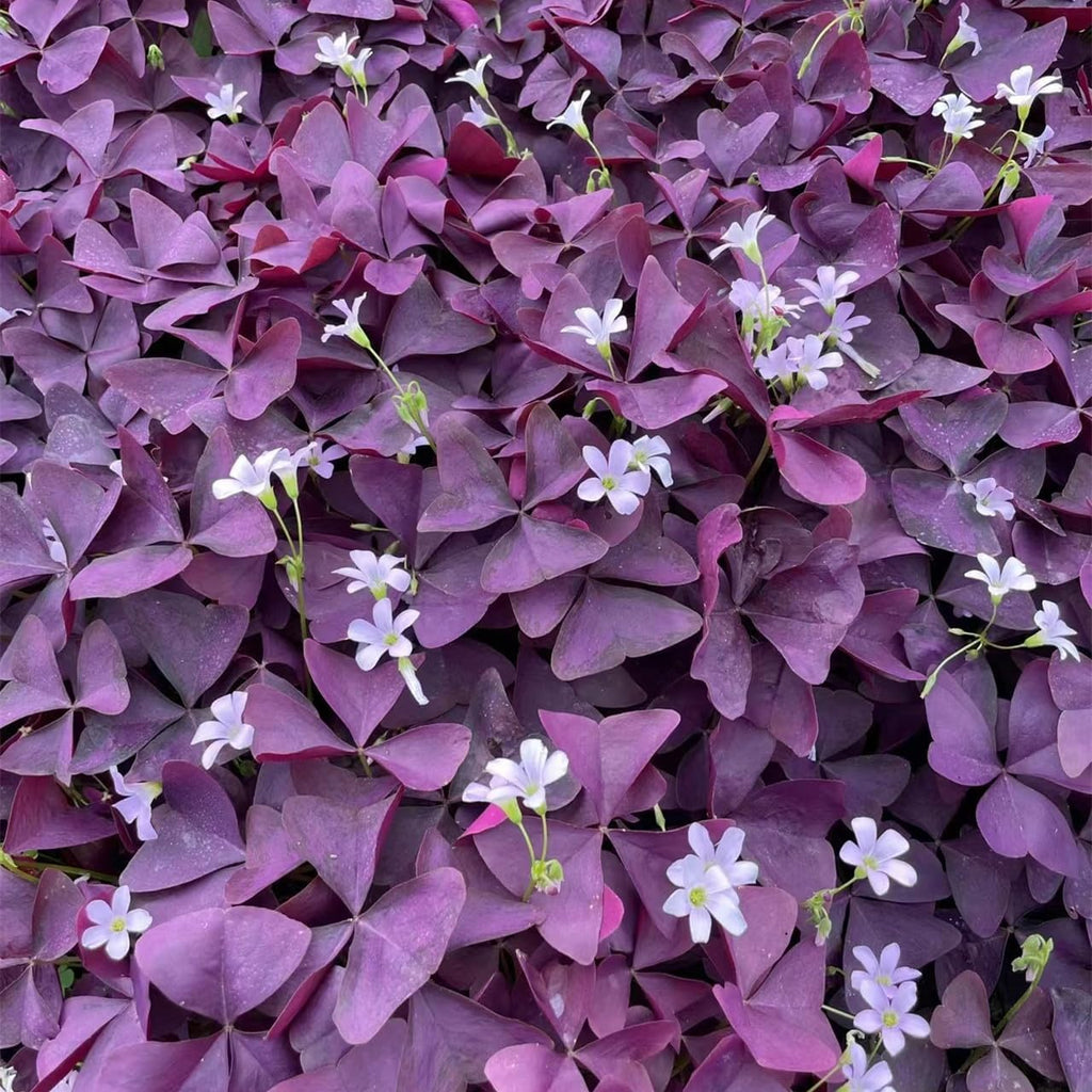 24 Purple Shamrocks Bulbs G65602