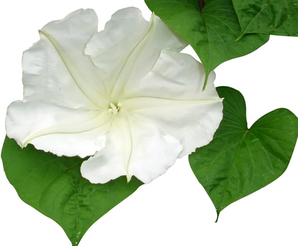 White Moonflower Vine Seeds T46431