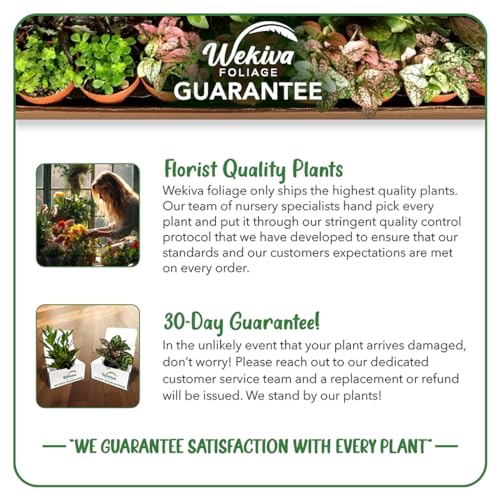 Live Starter Plant in a 2 Inch Pot - Edible Fruit Bearing Tree B3400