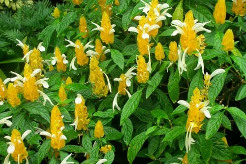 2 Golden Shrimp Plants, 3 to 6 Inc Long P284