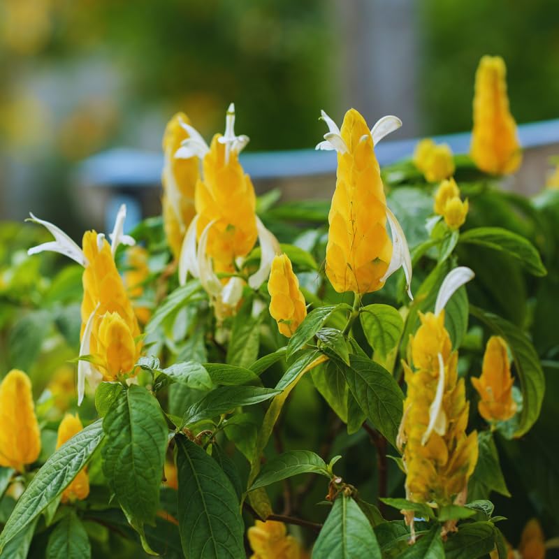 2 Golden Shrimp Plants, 3 to 6 Inc Long P284