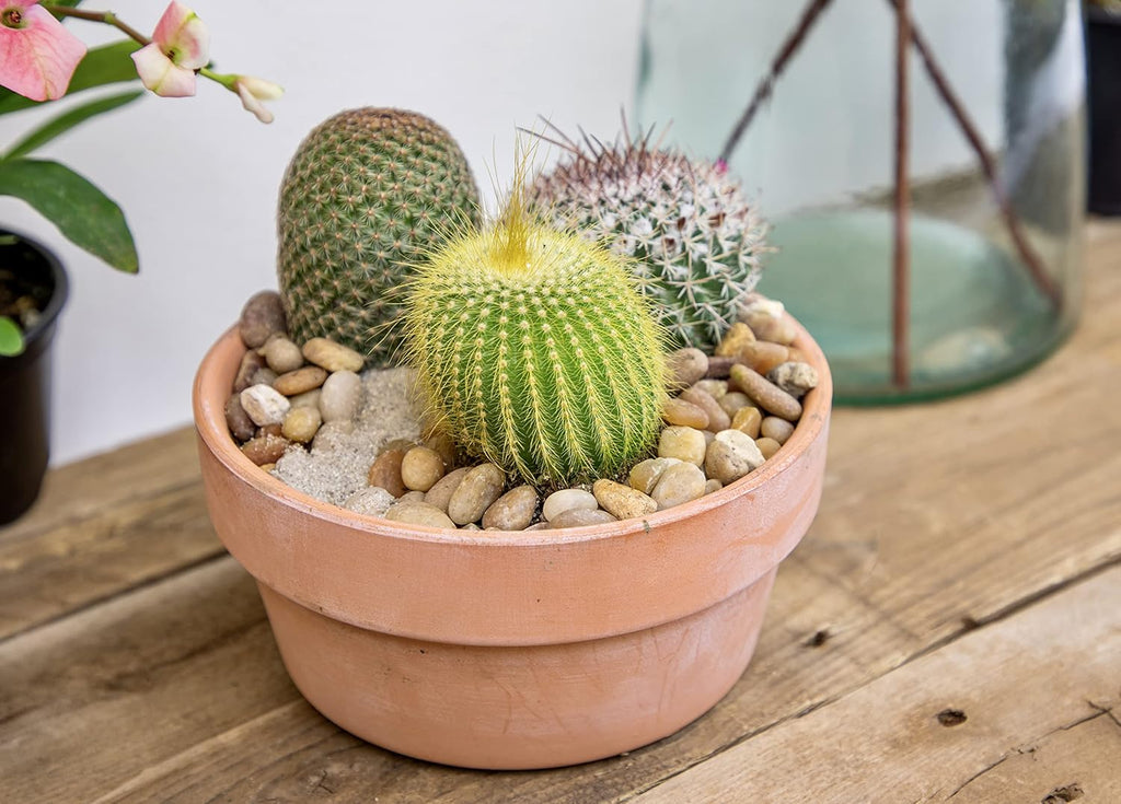 Assorted Cactus Plants Live Cactus Decor (4PK) C34809