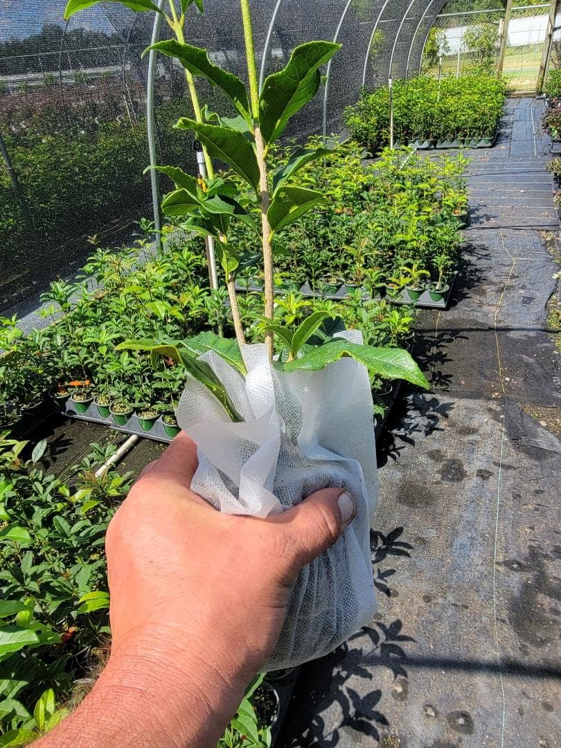 Orange Fragrant Tea Olive Live Plant (1 QT) T3829