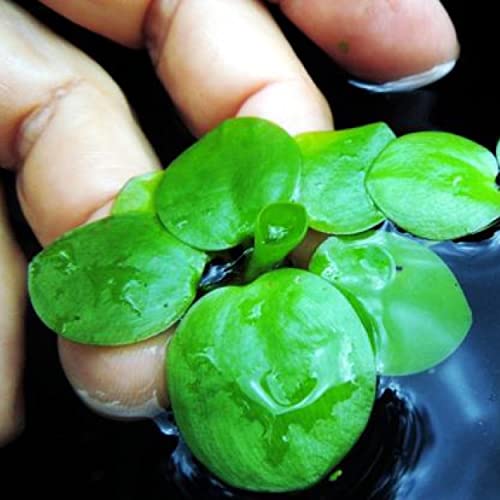 2 oz Duckweed Floating Pond Plant I16743