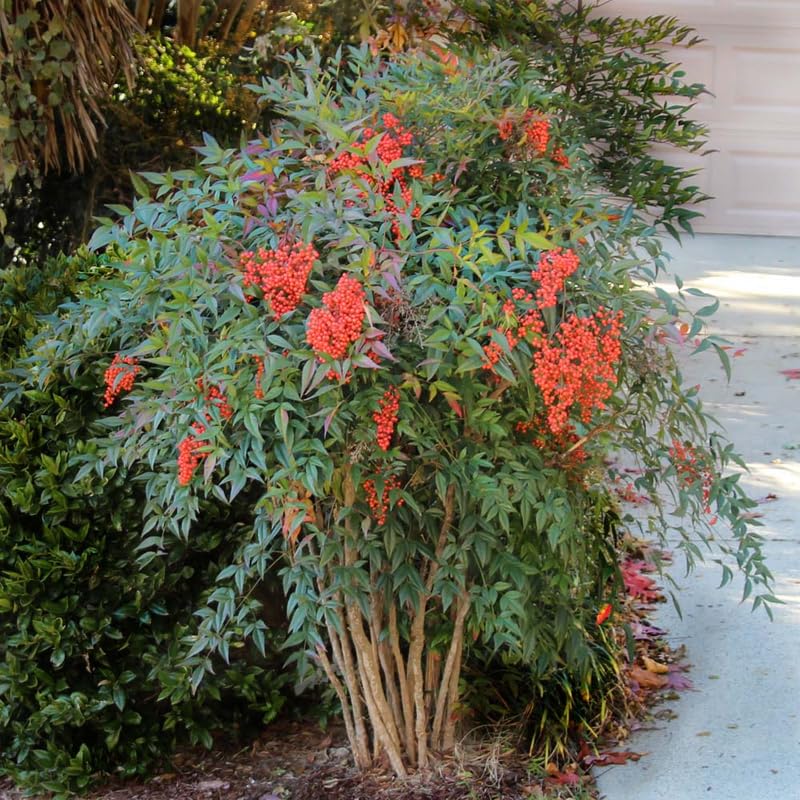 Ornamental Nandina Plant Live in Quart Pot K443920