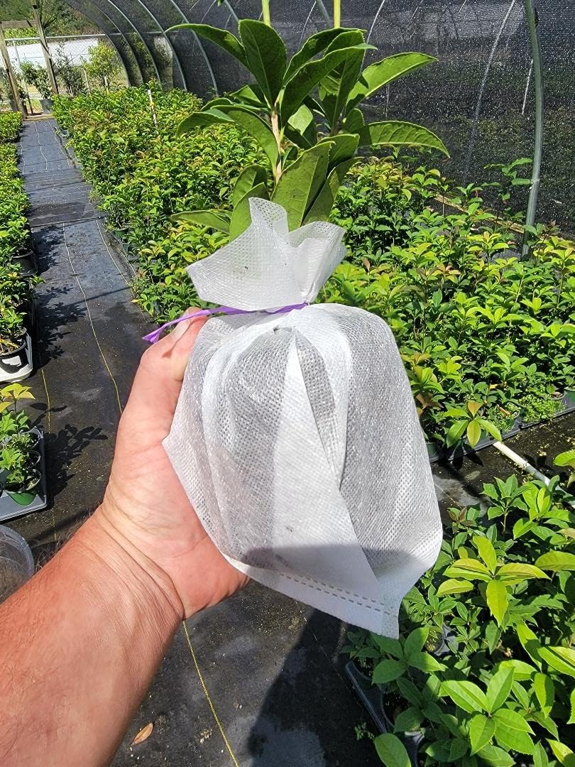 Orange Fragrant Tea Olive Live Plant (1 QT) T3829