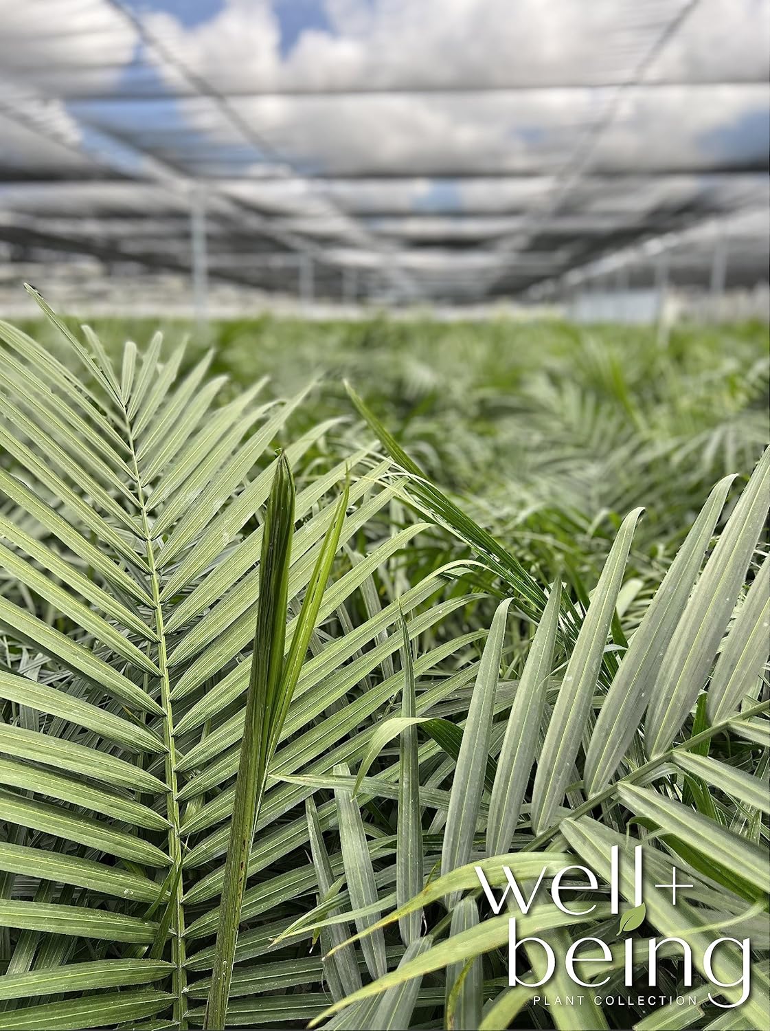 Majesty Palm Live Plant in Growers Pot, 3-4 Feet Tall T663