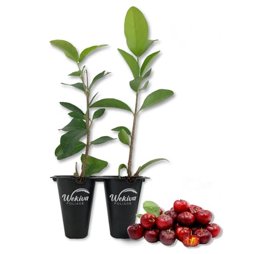 Live Starter Plant in a 2 Inch Pot - Edible Fruit Bearing Tree B3400