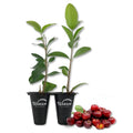 Live Starter Plant in a 2 Inch Pot - Edible Fruit Bearing Tree B3400