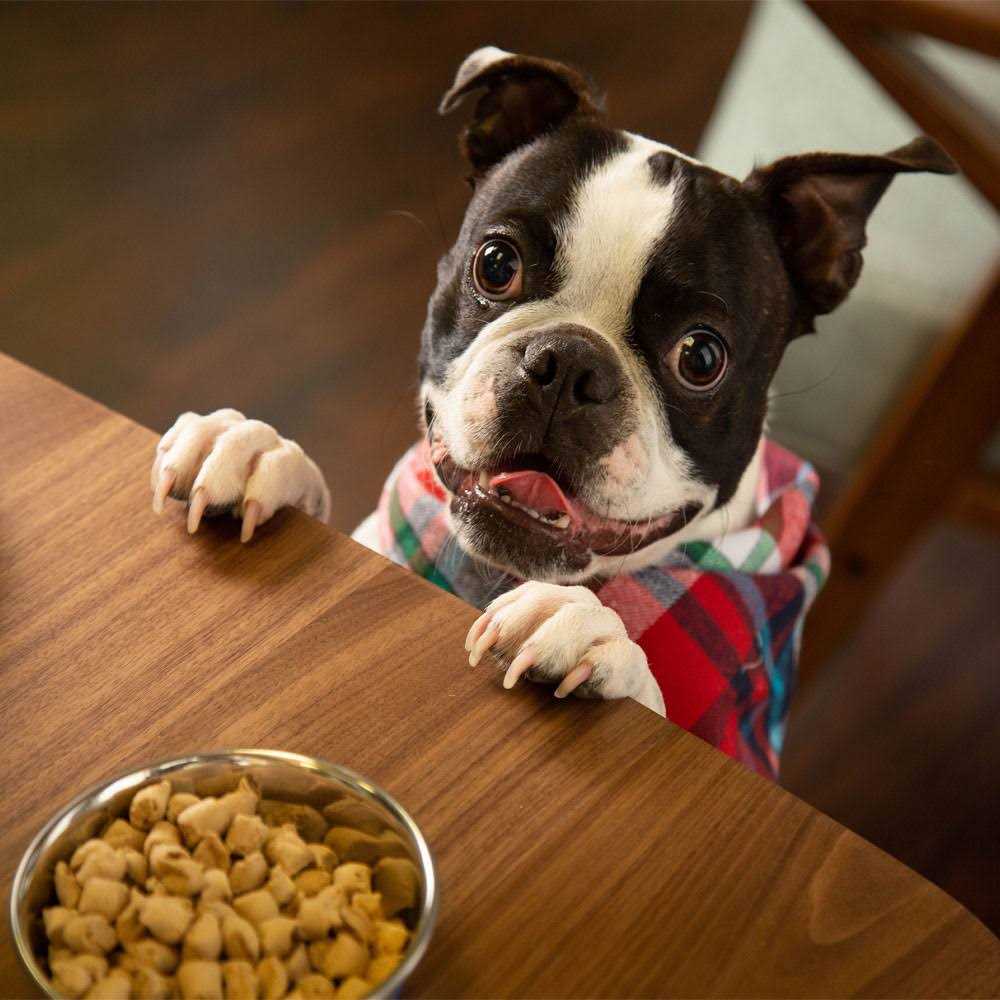 Freeze Dried Raw Nature's Blend Small Breed Dog Food Q422094