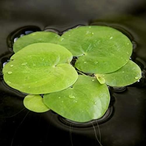 2 oz Duckweed Floating Pond Plant I16743