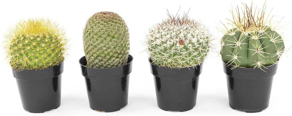 Assorted Cactus Plants Live Cactus Decor (4PK) C34809