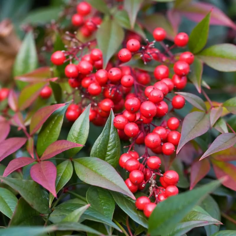 Ornamental Nandina Plant Live in Quart Pot K443920